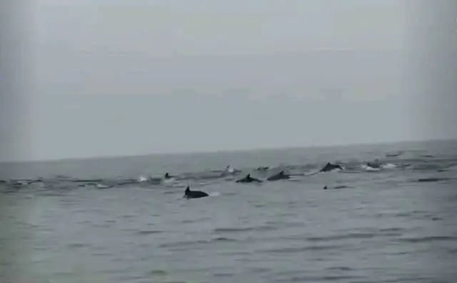 100余头！深圳一海域现海豚群“集体出游”