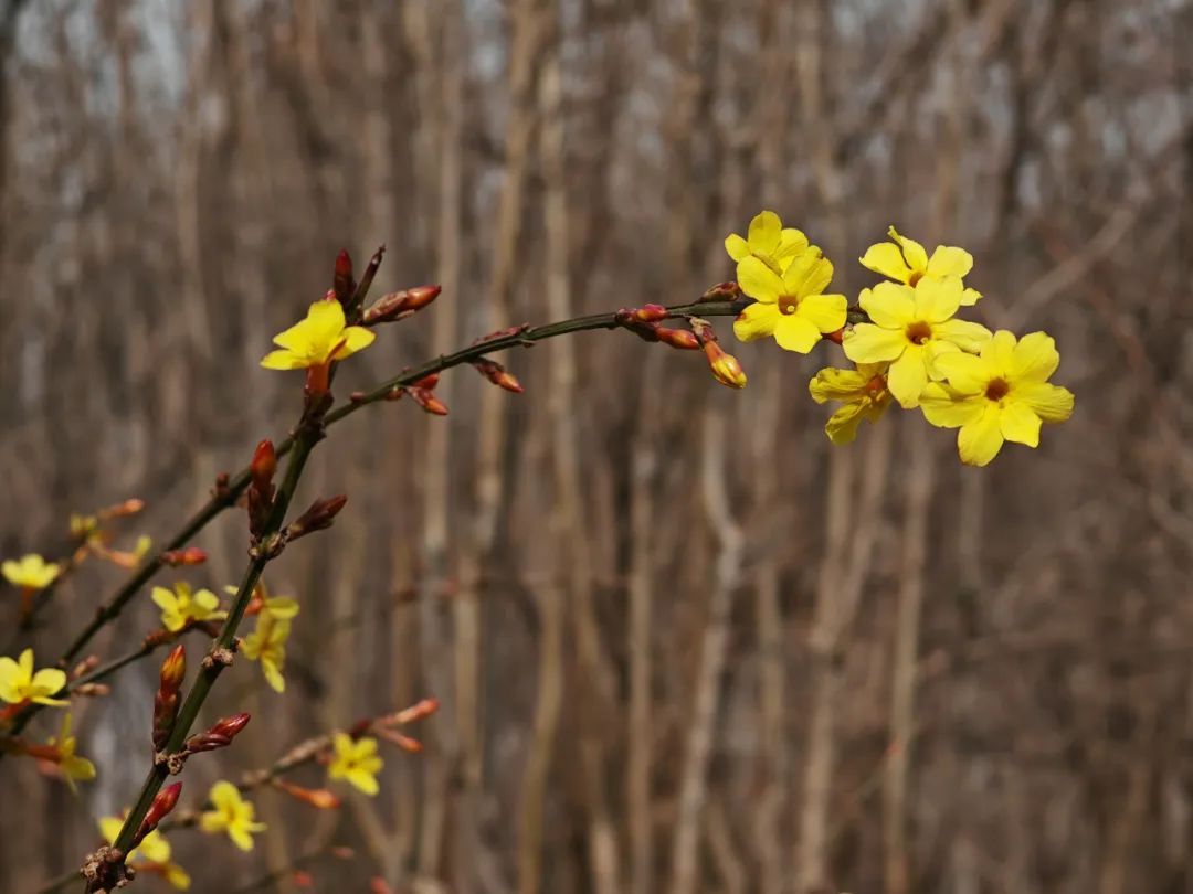超50天超长待机！奥森春花节启幕，赏花攻略来了——