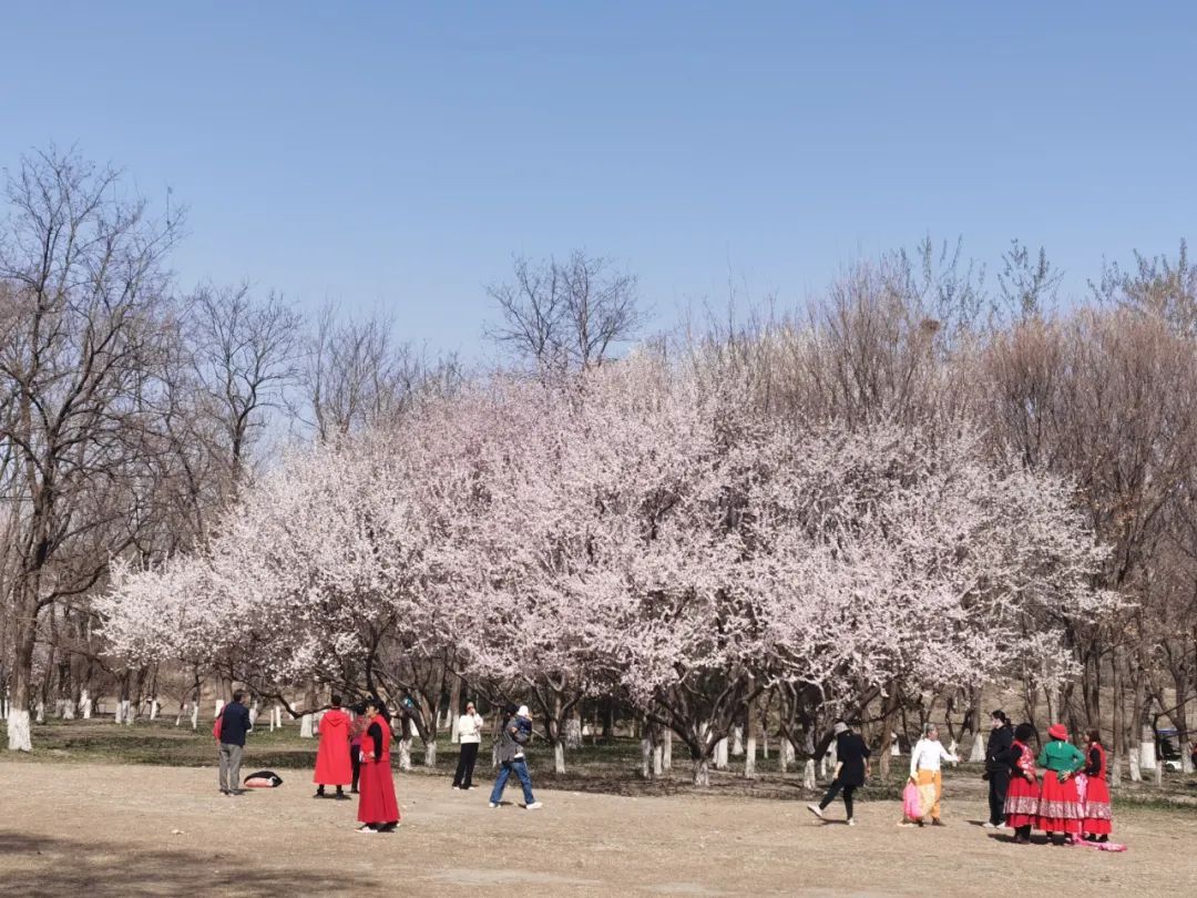 超50天超长待机！奥森春花节启幕，赏花攻略来了——