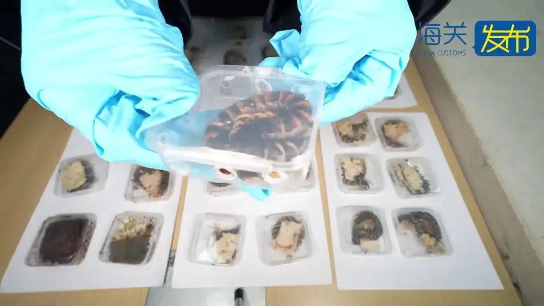 事发上海浦东机场! 可怕! 36个全是活的,且凶猛…网友:要干嘛? 事发上海浦东机场! 可怕! 36个全是活的,且凶猛…网友:要干嘛?