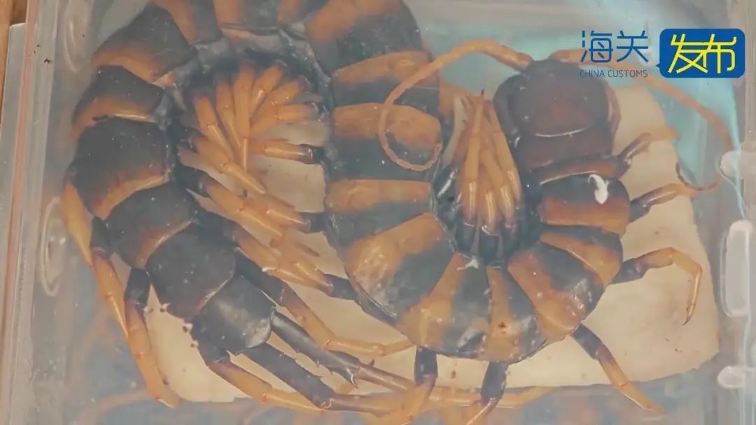 事发上海浦东机场! 可怕! 36个全是活的,且凶猛…网友:要干嘛? 事发上海浦东机场! 可怕! 36个全是活的,且凶猛…网友:要干嘛?