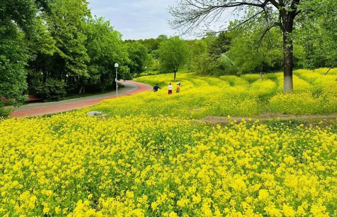 超50天超长待机！奥森春花节启幕，赏花攻略来了——