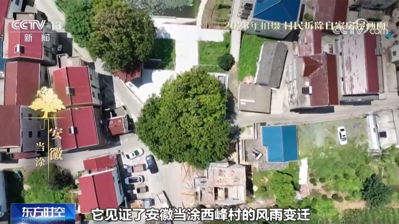 《古树名木保护条例》施行,看一看各地古树与城市如何跨越时空? 《古树名木保护条例》施行,看一看各地古树与城市如何跨越时空?