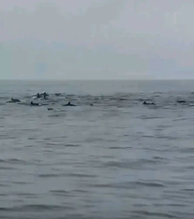 100余头！深圳一海域现海豚群“集体出游”