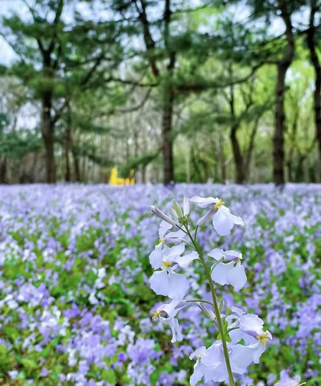 超50天超长待机！奥森春花节启幕，赏花攻略来了——