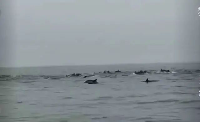 100余头！深圳一海域现海豚群“集体出游”