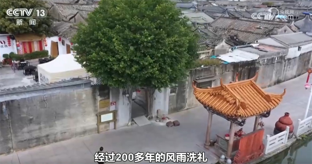 跨越时空、共荣共生！这些生态中国里的古树“传奇”打动了你吗？