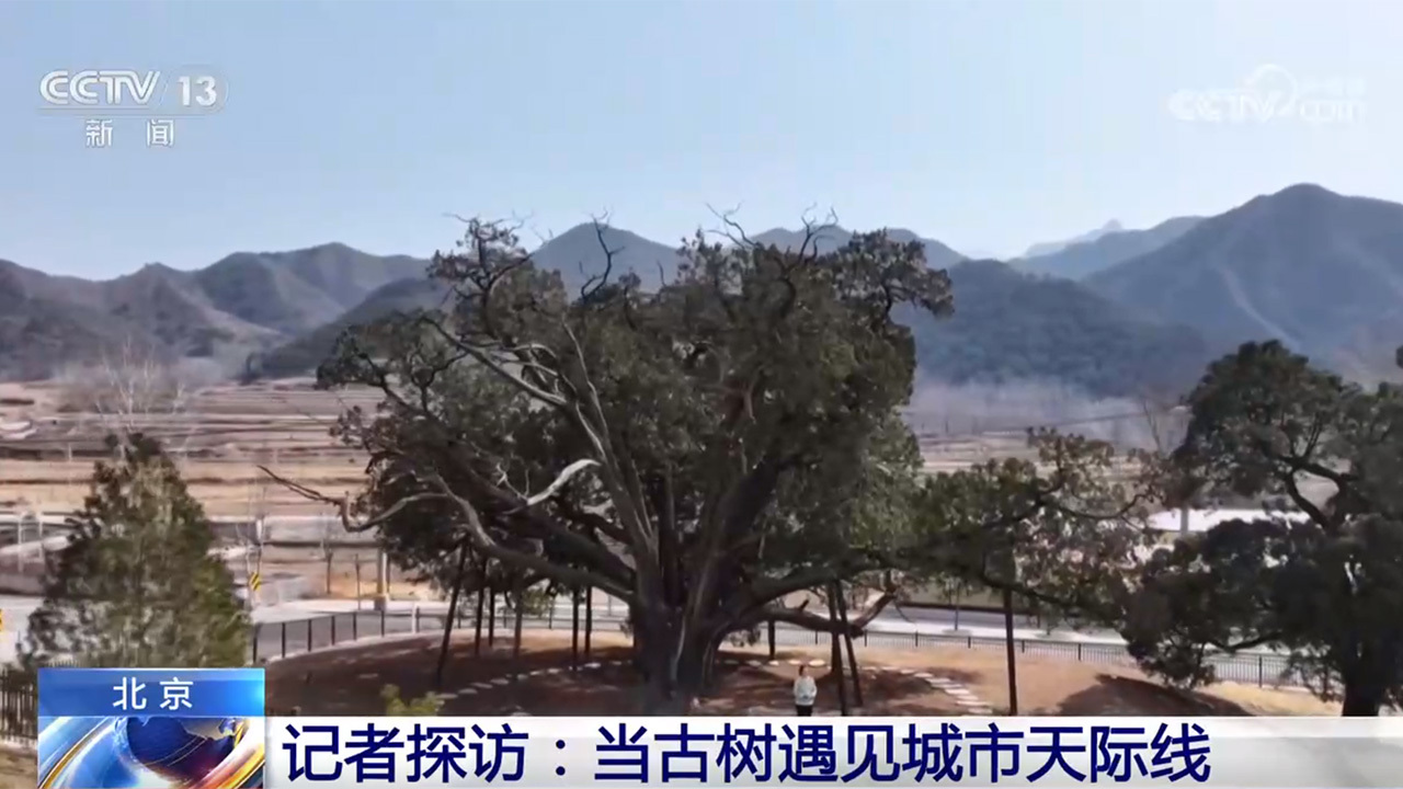 《古树名木保护条例》施行,看一看各地古树与城市如何跨越时空? 《古树名木保护条例》施行,看一看各地古树与城市如何跨越时空?