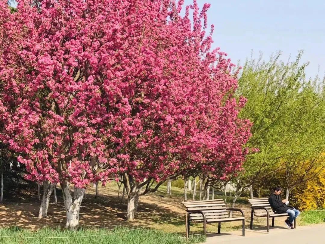 超50天超长待机！奥森春花节启幕，赏花攻略来了——