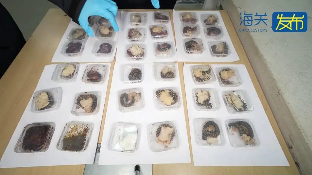 事发上海浦东机场! 可怕! 36个全是活的,且凶猛…网友:要干嘛? 事发上海浦东机场! 可怕! 36个全是活的,且凶猛…网友:要干嘛?