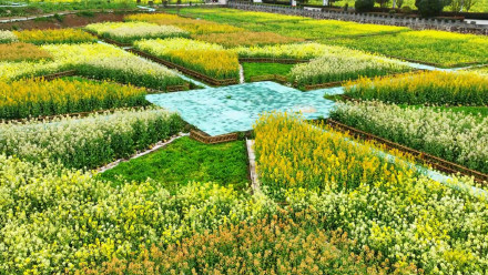 七彩油菜花美得像莫奈花园 七彩油菜花美得像莫奈花园