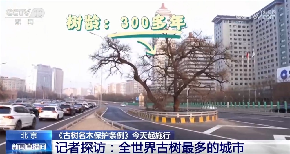 跨越时空、共荣共生！这些生态中国里的古树“传奇”打动了你吗？