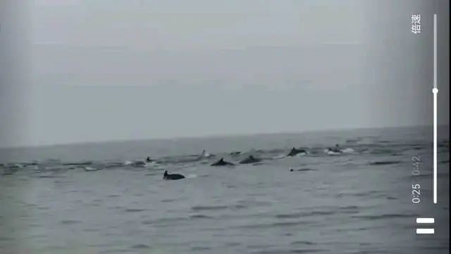 100余头！深圳一海域现海豚群“集体出游”