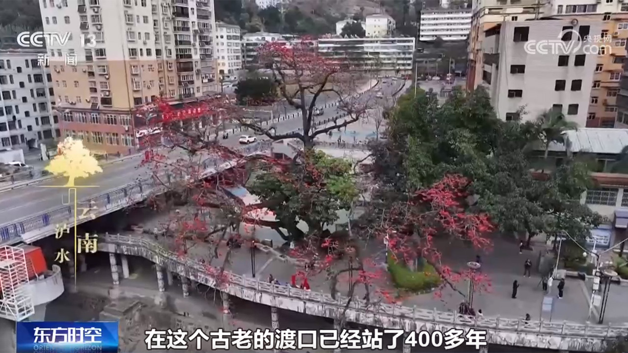 《古树名木保护条例》施行,看一看各地古树与城市如何跨越时空? 《古树名木保护条例》施行,看一看各地古树与城市如何跨越时空?