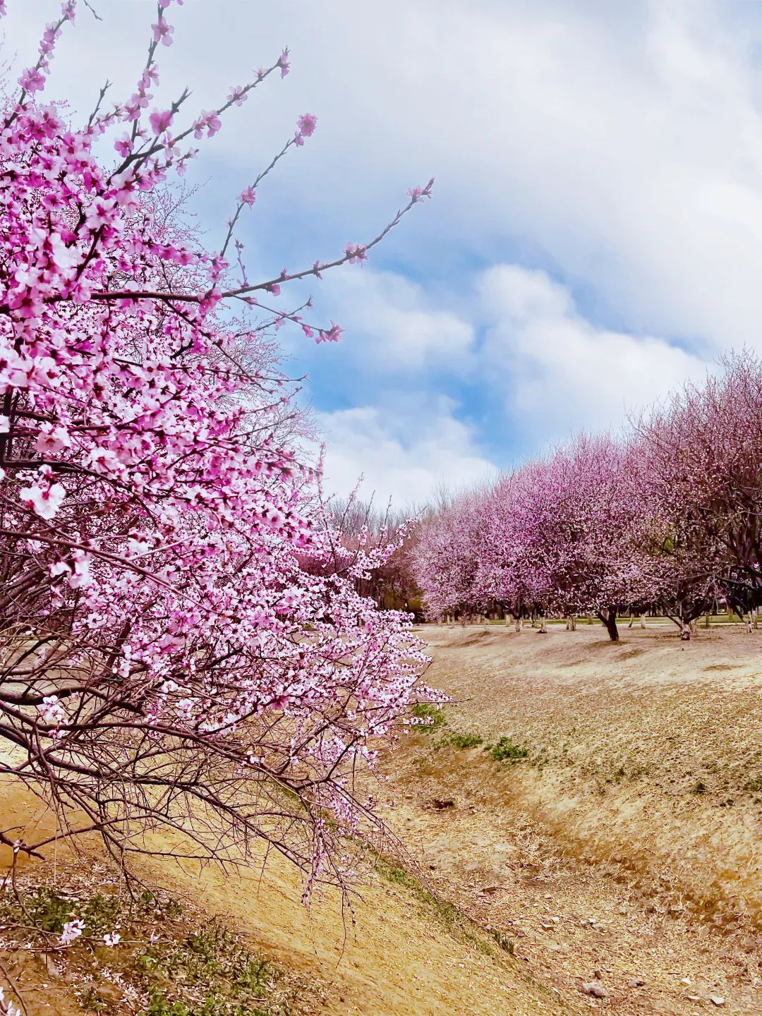 超50天超长待机！奥森春花节启幕，赏花攻略来了——