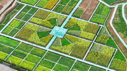 七彩油菜花美得像莫奈花园 七彩油菜花美得像莫奈花园