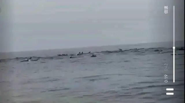 100余头！深圳一海域现海豚群“集体出游”