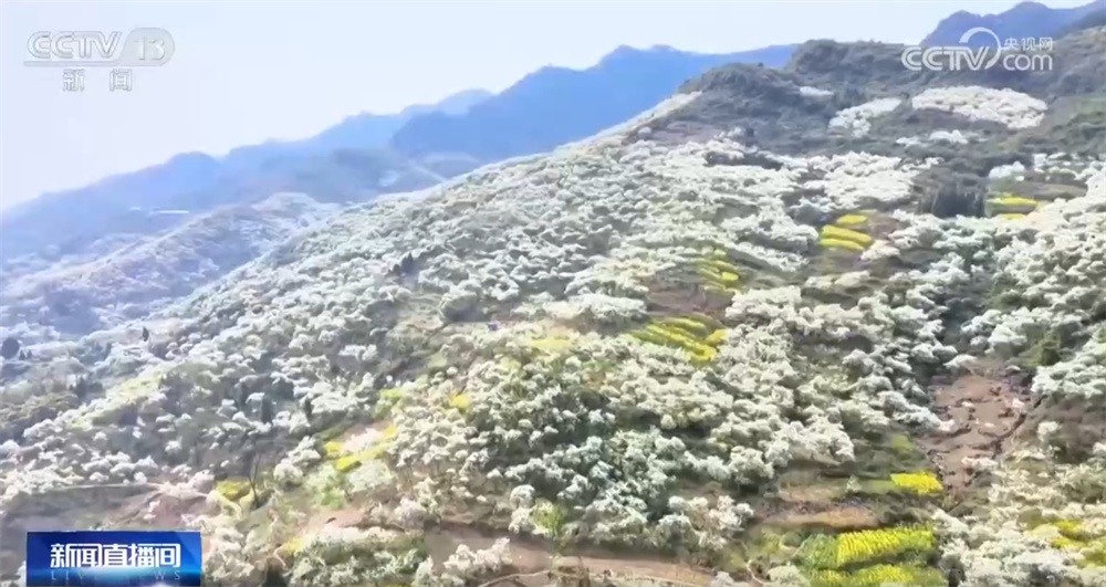 “赏花经济”为消费市场注入新活力 特色产业激活乡村振兴“动力源” “赏花经济”为消费市场注入新活力 特色产业激活乡村振兴“动力源”