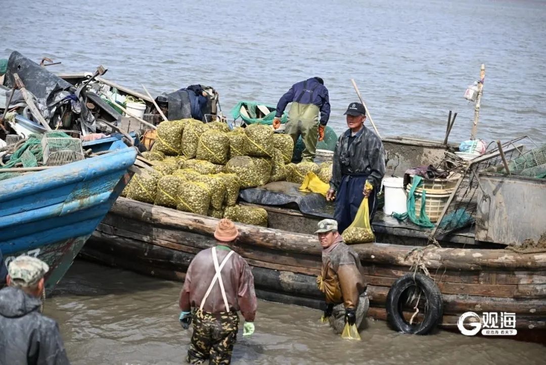 一抢而空!每天6万斤在青岛上岸,有人一买就是七八千斤…… 一抢而空!每天6万斤在青岛上岸,有人一买就是七八千斤……