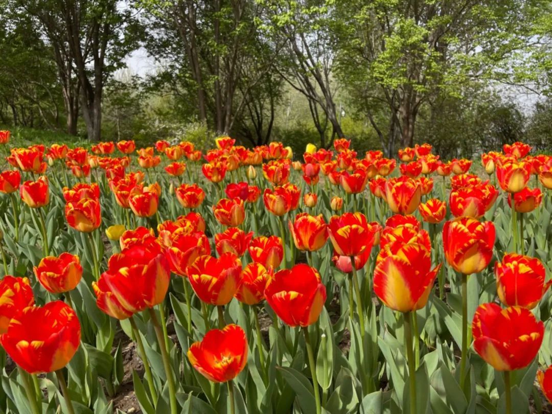 超50天超长待机！奥森春花节启幕，赏花攻略来了——