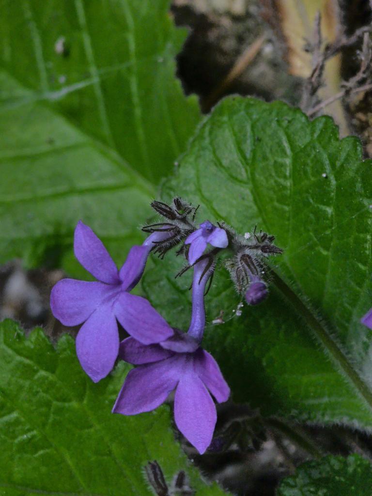 广西发现极危植物新物种弯管石山苣苔 广西发现极危植物新物种弯管石山苣苔