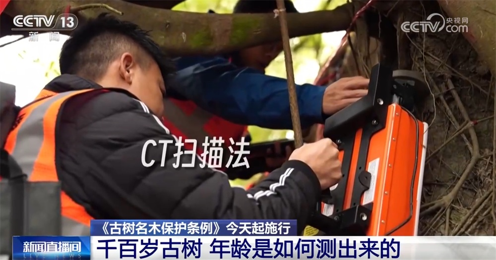 跨越时空、共荣共生！这些生态中国里的古树“传奇”打动了你吗？