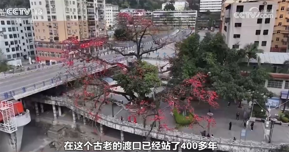 跨越时空、共荣共生！这些生态中国里的古树“传奇”打动了你吗？