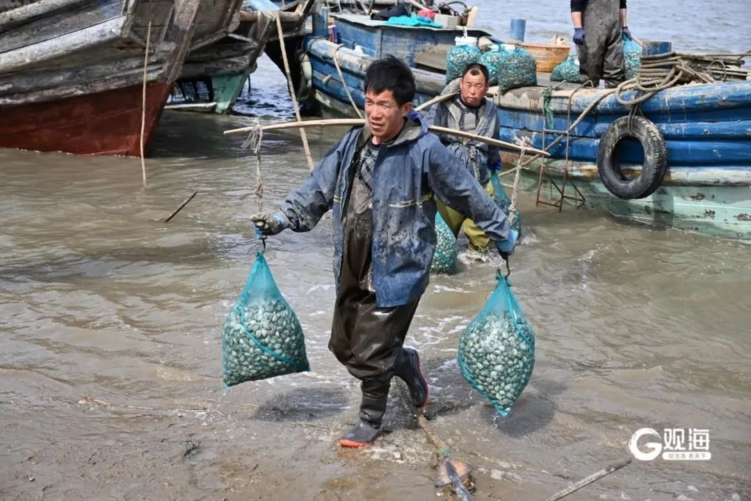 一抢而空!每天6万斤在青岛上岸,有人一买就是七八千斤…… 一抢而空!每天6万斤在青岛上岸,有人一买就是七八千斤……