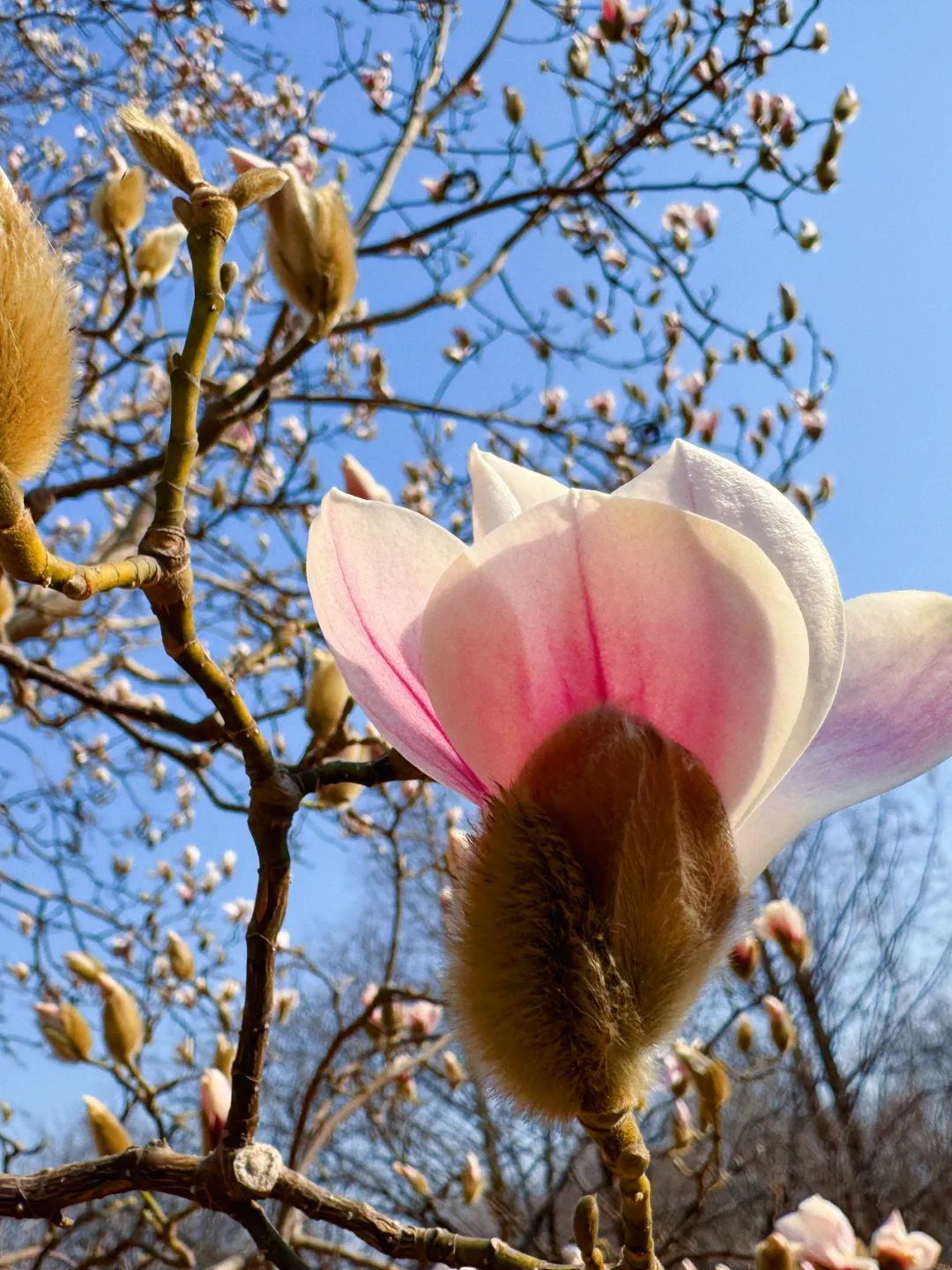 超50天超长待机！奥森春花节启幕，赏花攻略来了——
