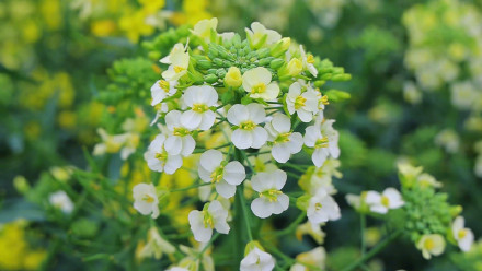 七彩油菜花美得像莫奈花园 七彩油菜花美得像莫奈花园