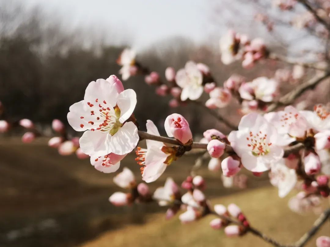 超50天超长待机！奥森春花节启幕，赏花攻略来了——