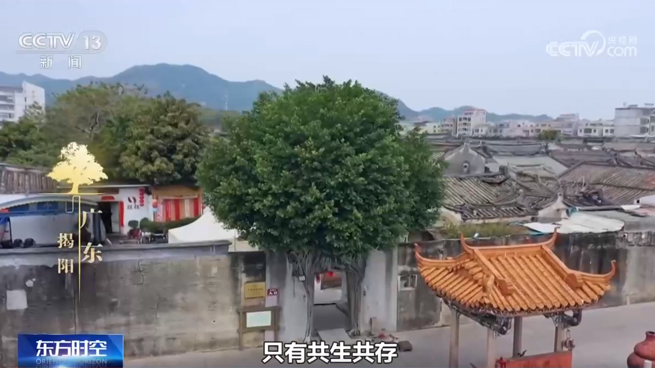 《古树名木保护条例》施行,看一看各地古树与城市如何跨越时空? 《古树名木保护条例》施行,看一看各地古树与城市如何跨越时空?