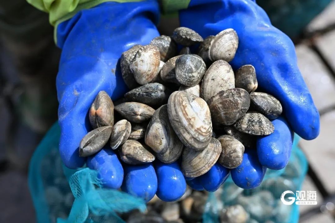 一抢而空!每天6万斤在青岛上岸,有人一买就是七八千斤…… 一抢而空!每天6万斤在青岛上岸,有人一买就是七八千斤……