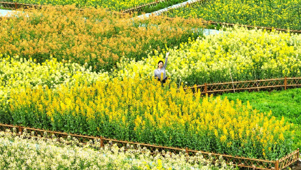 七彩油菜花美得像莫奈花园 七彩油菜花美得像莫奈花园