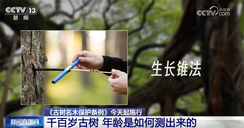 跨越时空、共荣共生！这些生态中国里的古树“传奇”打动了你吗？