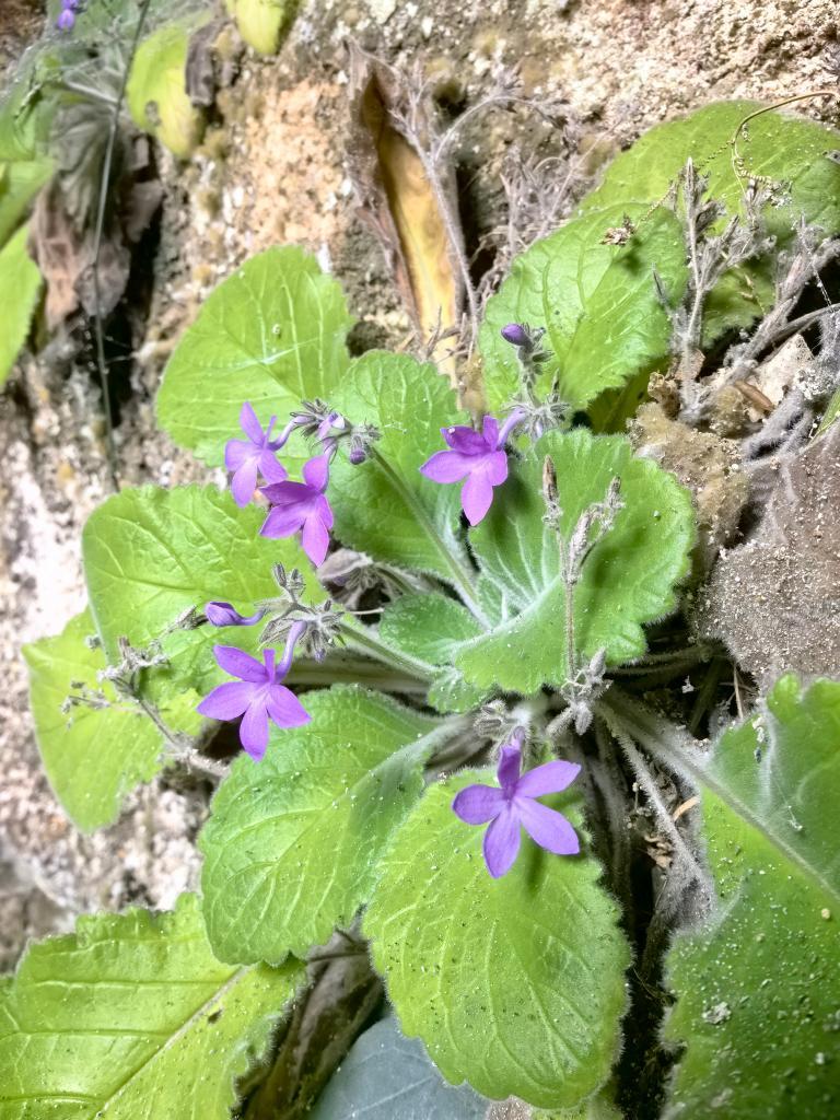 广西发现极危植物新物种弯管石山苣苔 广西发现极危植物新物种弯管石山苣苔