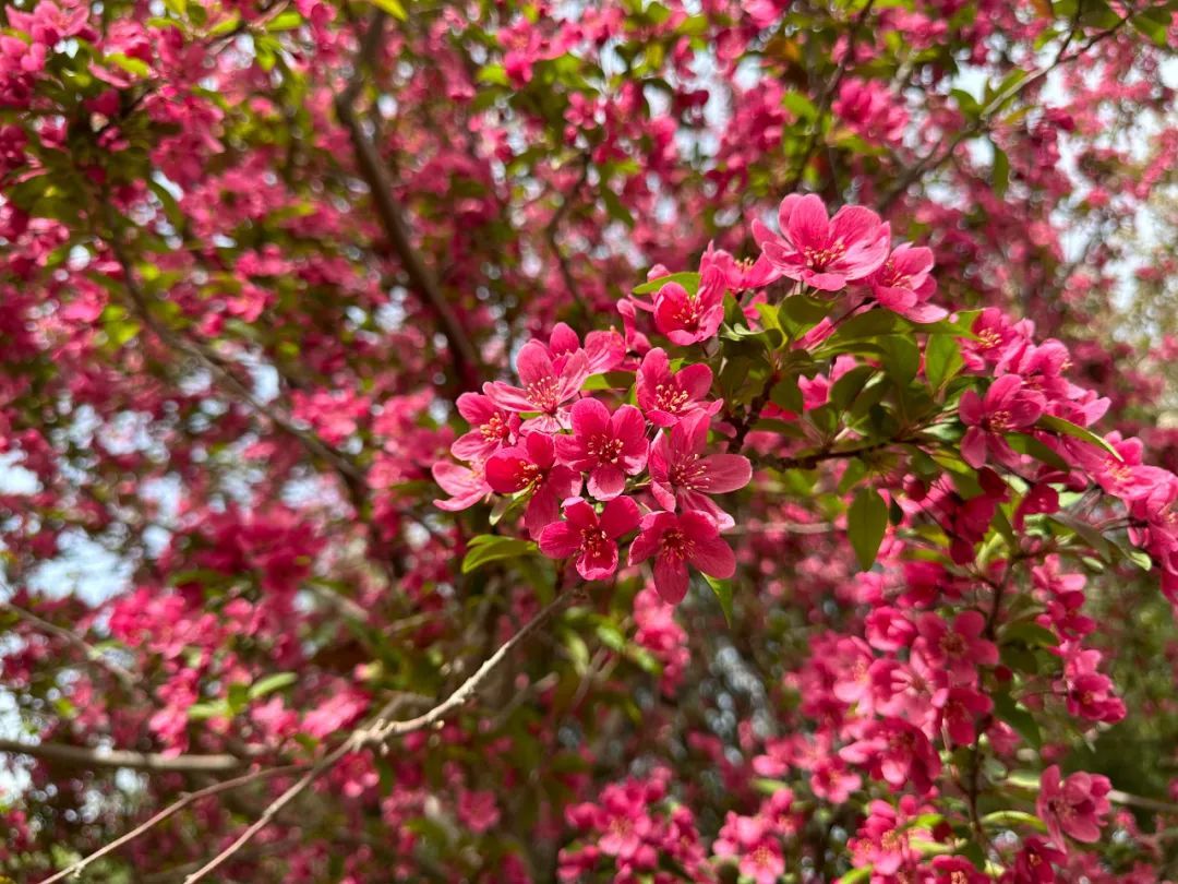 超50天超长待机！奥森春花节启幕，赏花攻略来了——