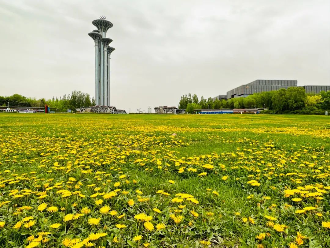 超50天超长待机！奥森春花节启幕，赏花攻略来了——