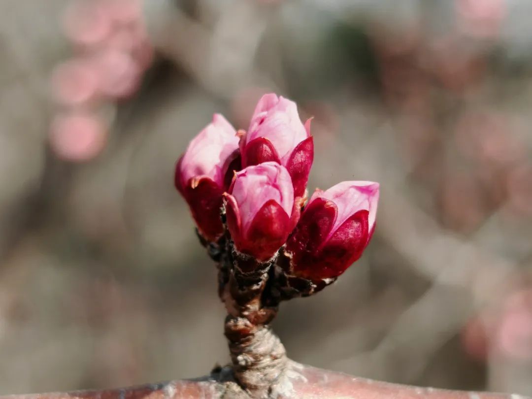超50天超长待机！奥森春花节启幕，赏花攻略来了——