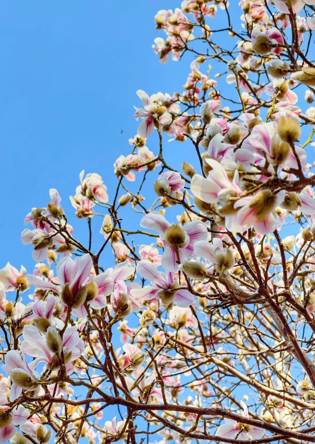 超50天超长待机！奥森春花节启幕，赏花攻略来了——