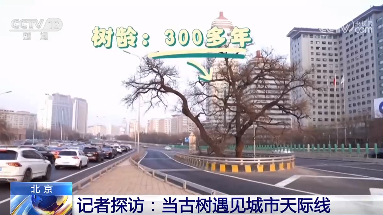 《古树名木保护条例》施行,看一看各地古树与城市如何跨越时空? 《古树名木保护条例》施行,看一看各地古树与城市如何跨越时空?