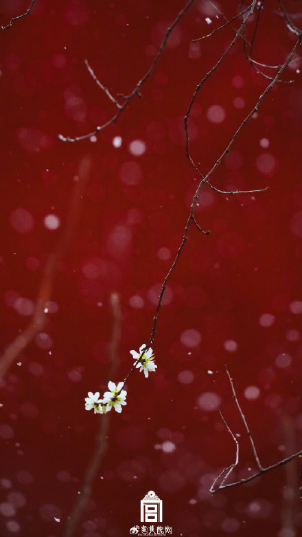 故宫蛇年初雪氛围感壁纸