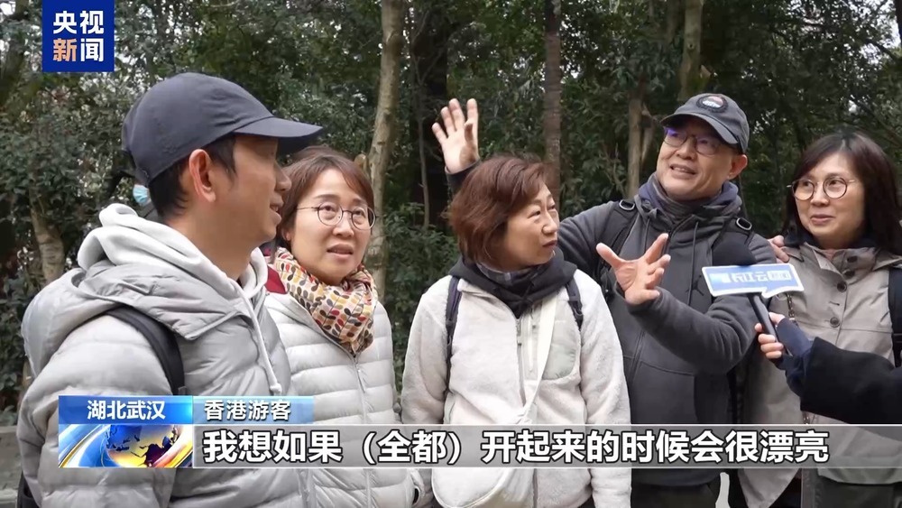 武大樱花季上线三条新线路 志愿者引导逛校园 武大樱花季上线三条新线路 志愿者引导逛校园