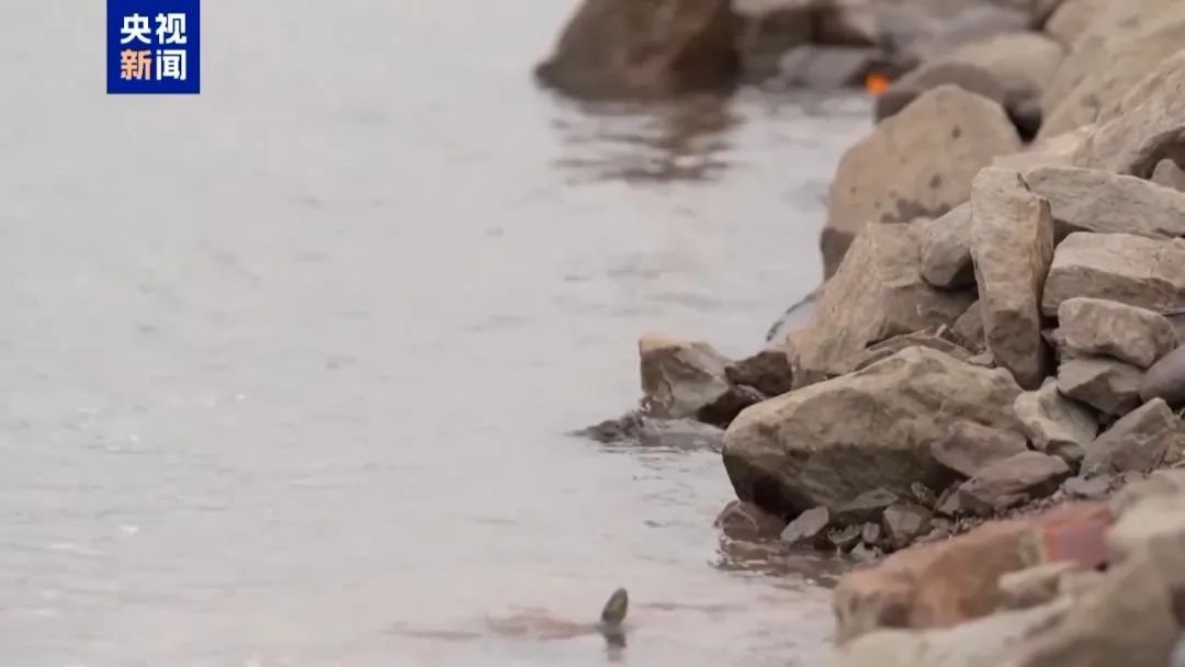 “胖猫”事件背后，94.6吨外卖堆满长江大桥