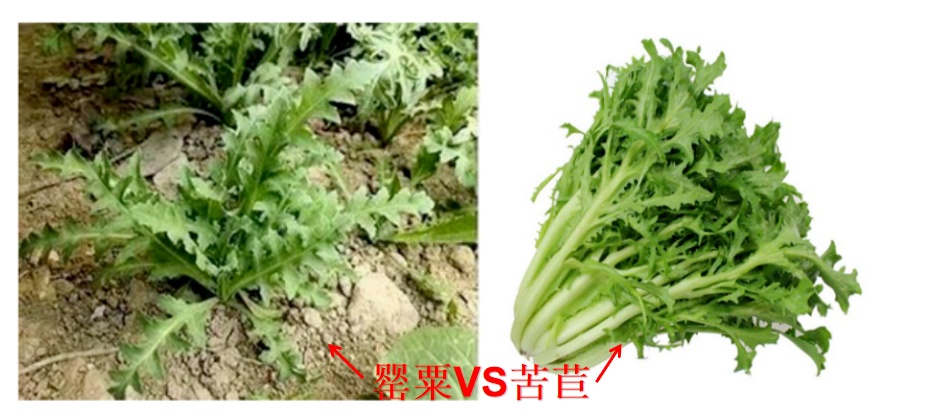 撞脸很多“野菜”！杭州人仔细辨别！见到立刻举报