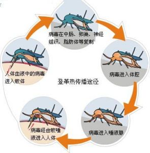 巴西确诊已超58万例！严重可致死，尚无特效药