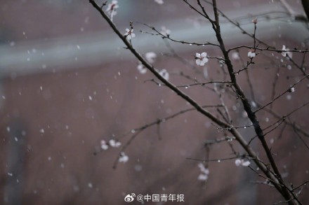 北京城区迎来三月桃花雪