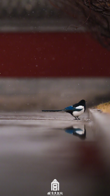 故宫蛇年初雪氛围感壁纸