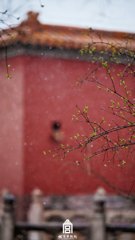 故宫蛇年初雪氛围感壁纸