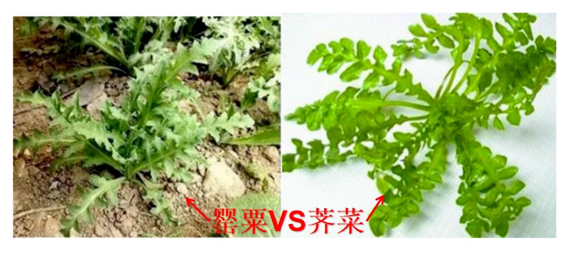 撞脸很多“野菜”！杭州人仔细辨别！见到立刻举报